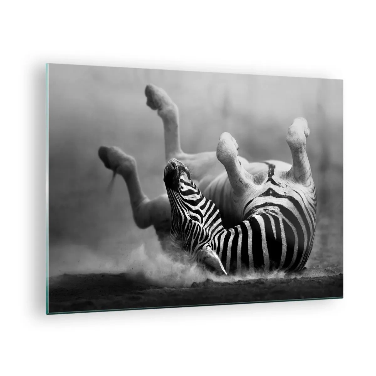 Glass picture - A zebra lying down in the African savannah - 70x50cm - Rolling out Laughing - Modern wall decoration for the living room and bedroom ARTTOR