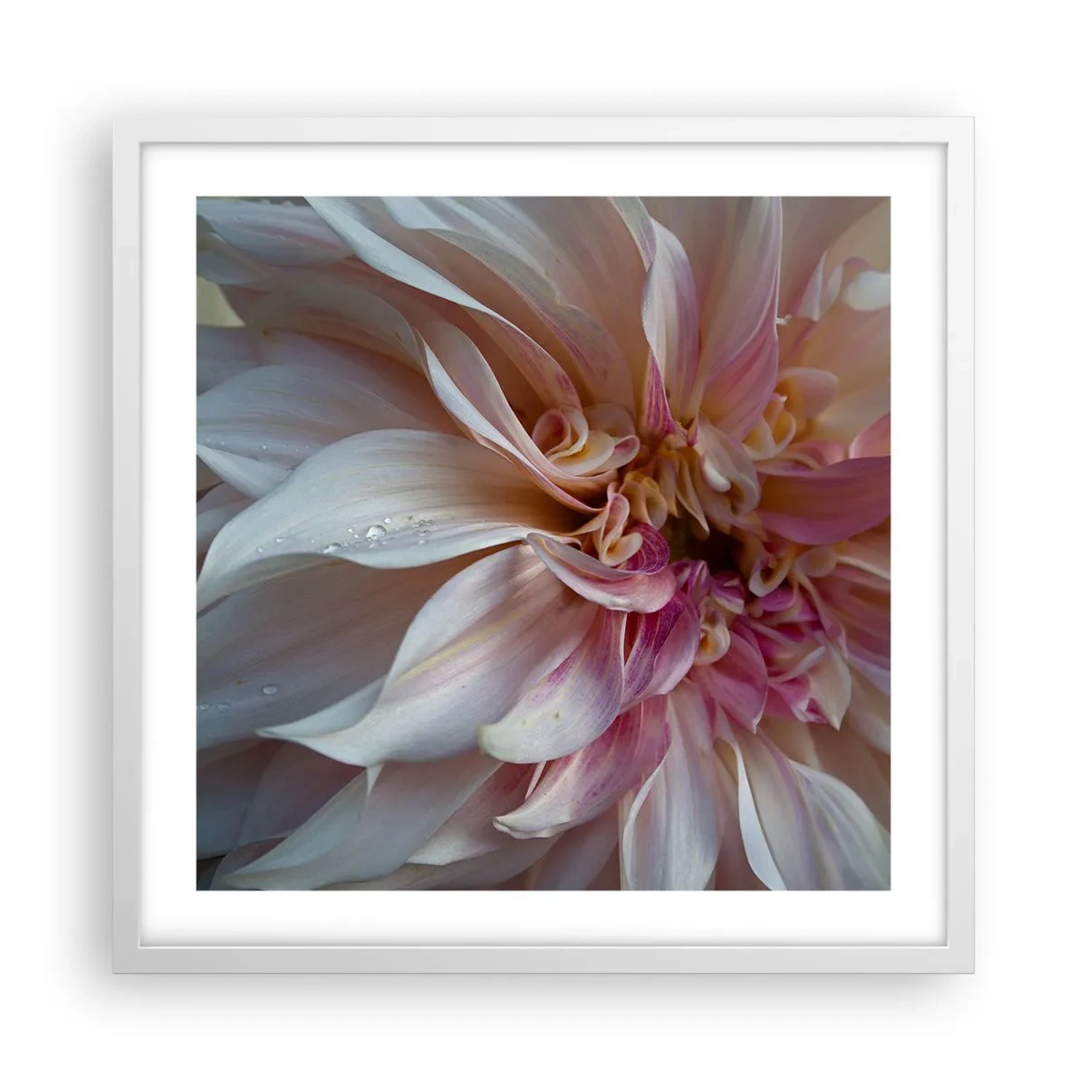 Poster in white frmae - Blooming Freshness - 50x50 cm