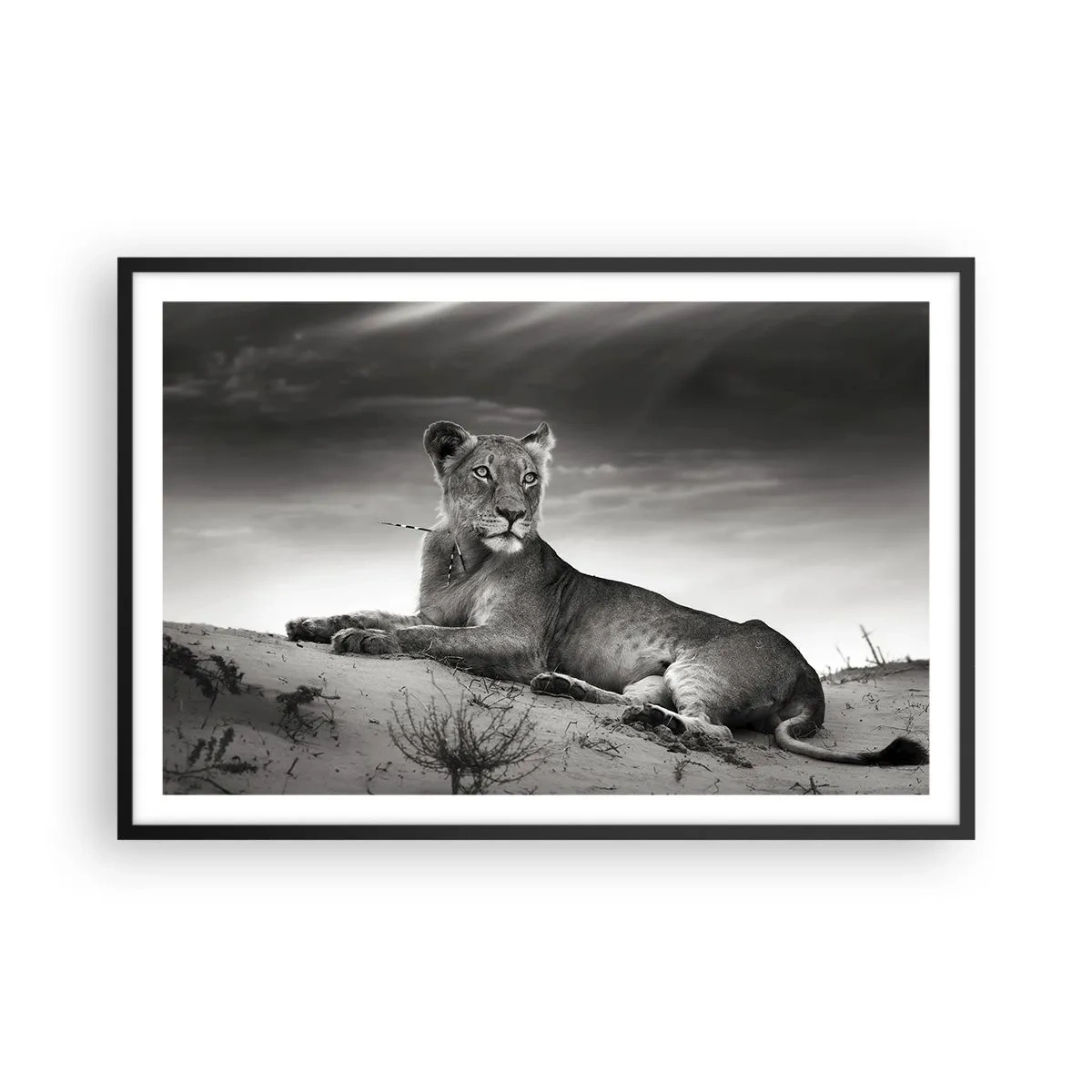 Poster in black frame - Queen of Desert Is Resting - 91x61 cm