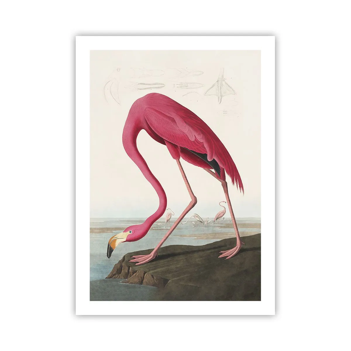 Poster - Curious Creature - 50x70 cm