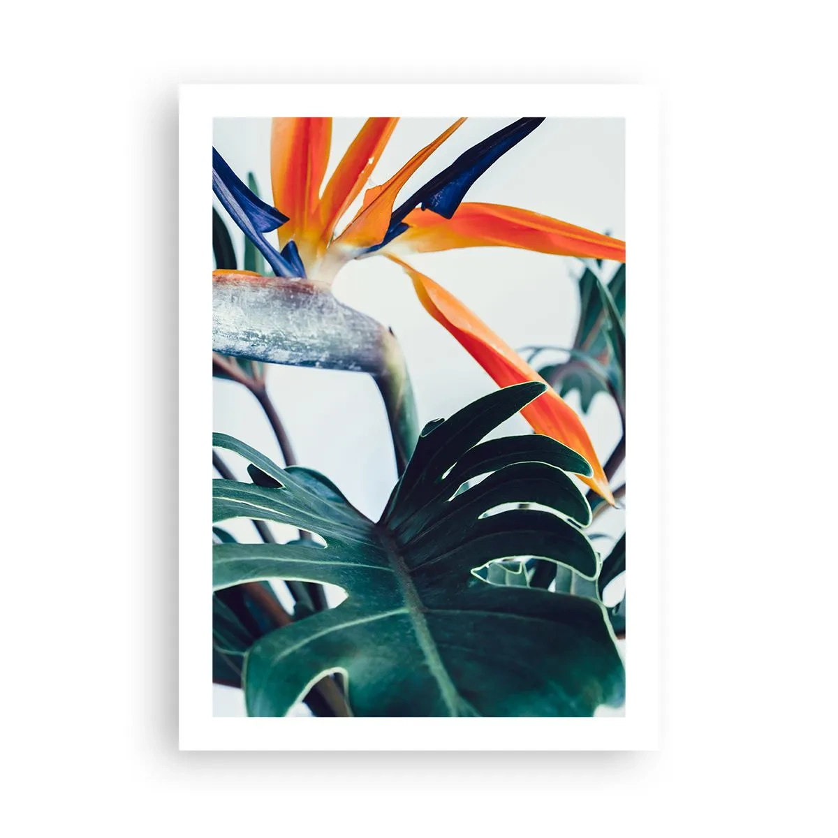Poster - Birdy Bush - 50x70 cm
