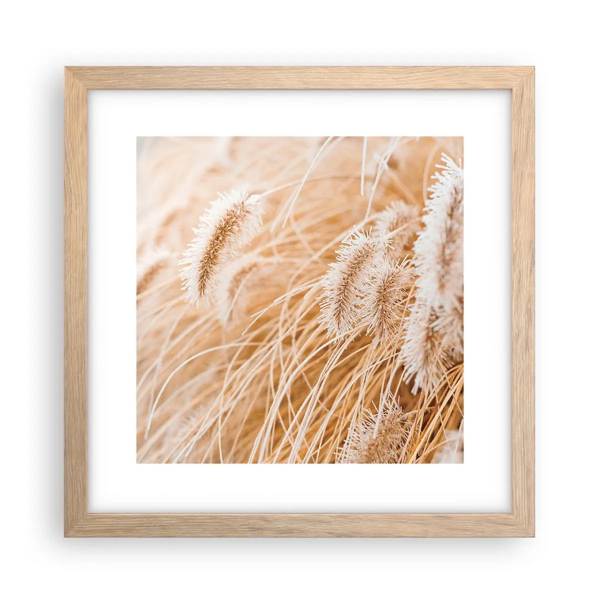 Poster in light oak frame - Golden Rustling of Grass - 30x30 cm