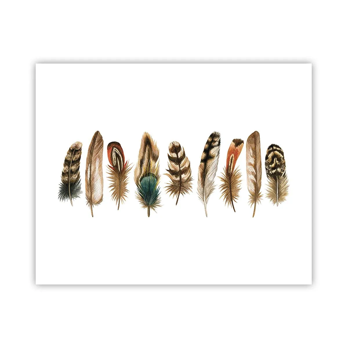 Poster - Feather Variation - 50x40 cm