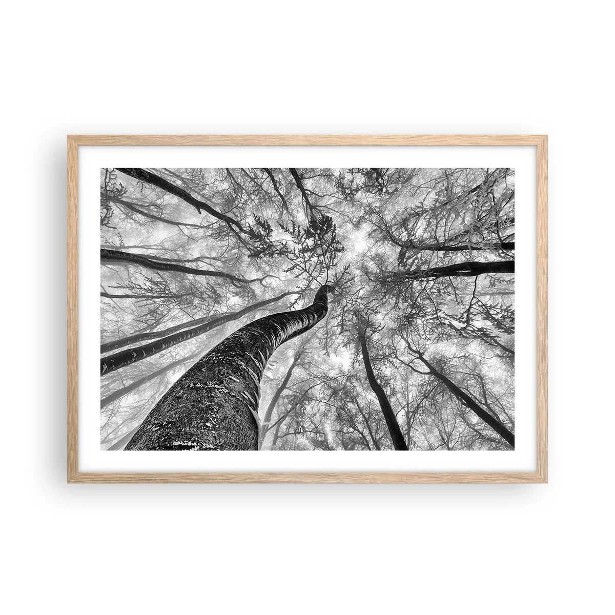 Poster in light oak frame - Race for the Light - 70x50 cm