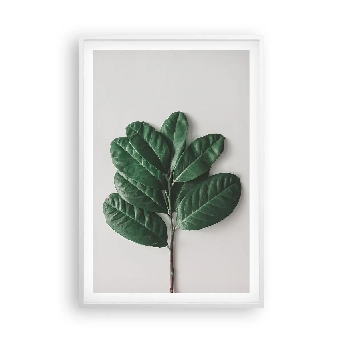 Poster in white frmae - Drawing of Nature Itself - 61x91 cm