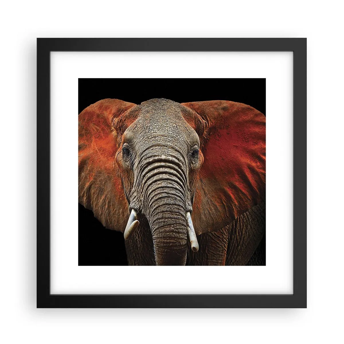Poster in black frame - I am Wild, and You? - 30x30 cm