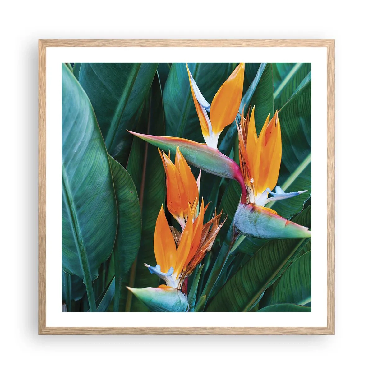 Poster in light oak frame - Is It a Flower or a Bird? - 60x60 cm