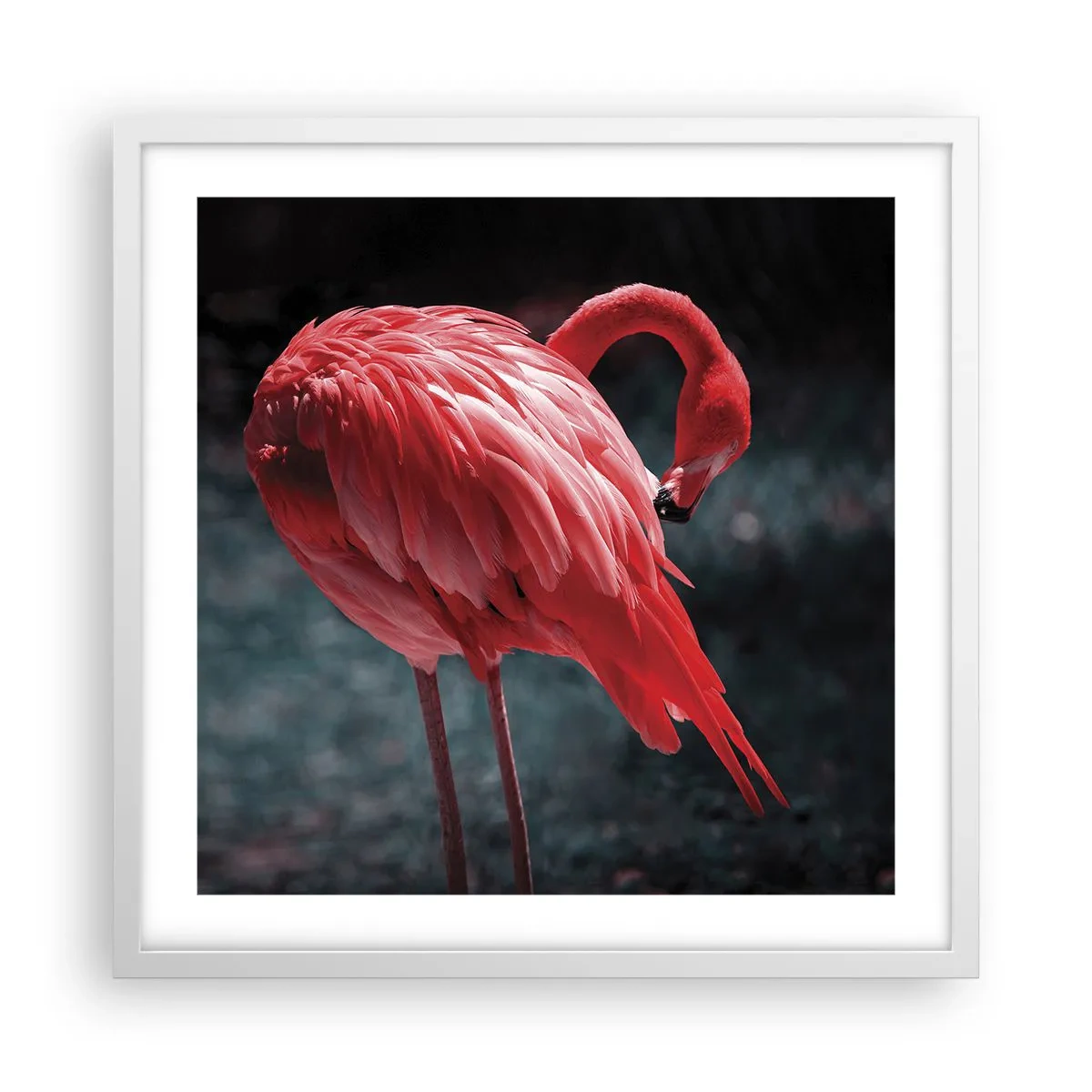 Poster in white frmae - Crimson Poem of Nature - 50x50 cm