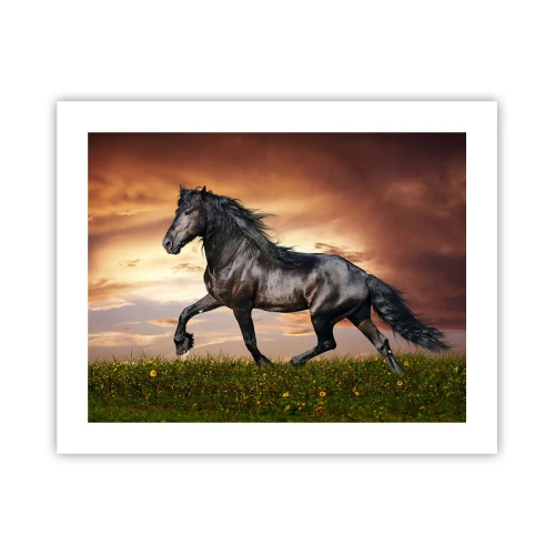 Poster - Black Prince - 50x40 cm