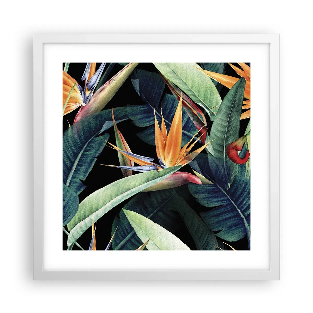 Poster in white frmae - Flaming Flowers of the Tropics - 40x40 cm