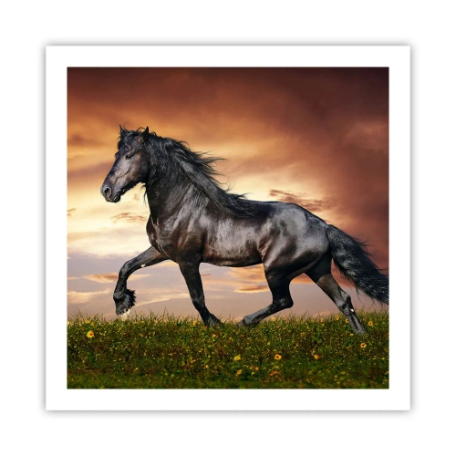 Poster - Black Prince - 60x60 cm