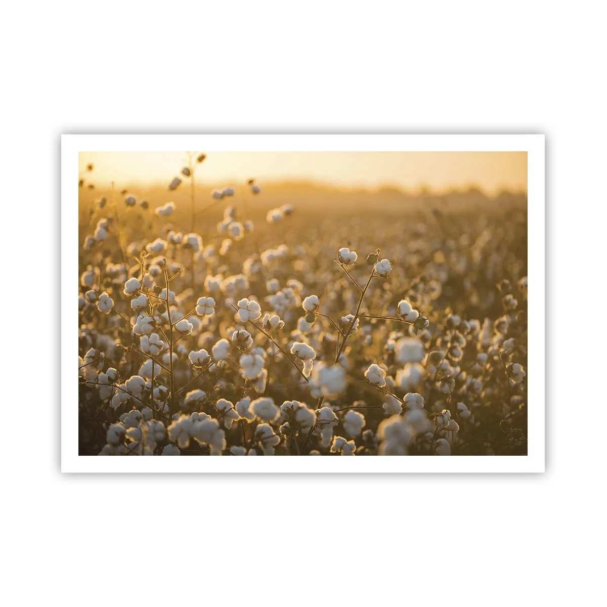 Poster - Fluffy Field - 100x70 cm