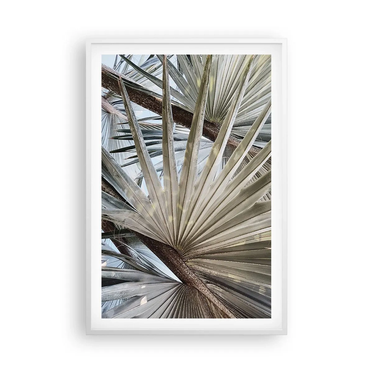 Poster in white frmae - Fans in tropics - 61x91 cm