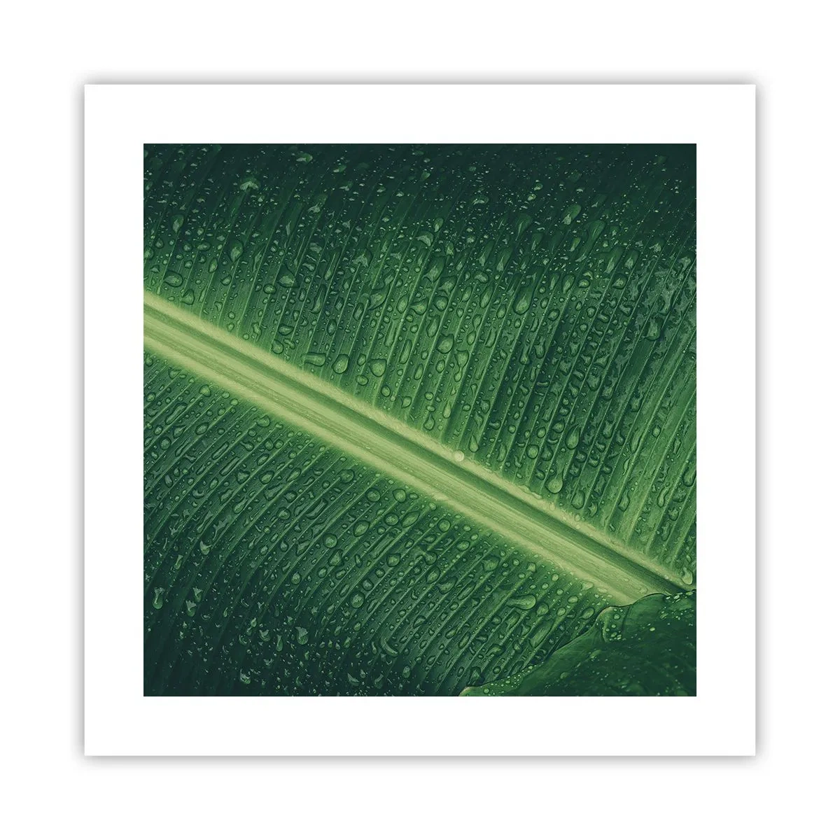 Poster - Structure of Green - 40x40 cm
