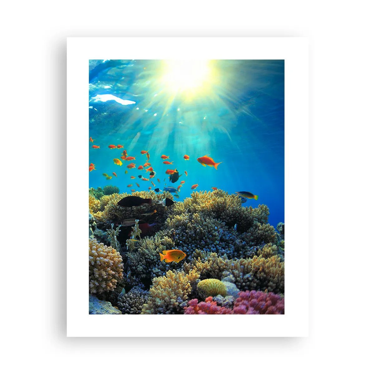 Poster - Underwater Treasures - 40x50 cm