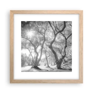 Poster in light oak frame - In an Olive Grove - 30x30 cm