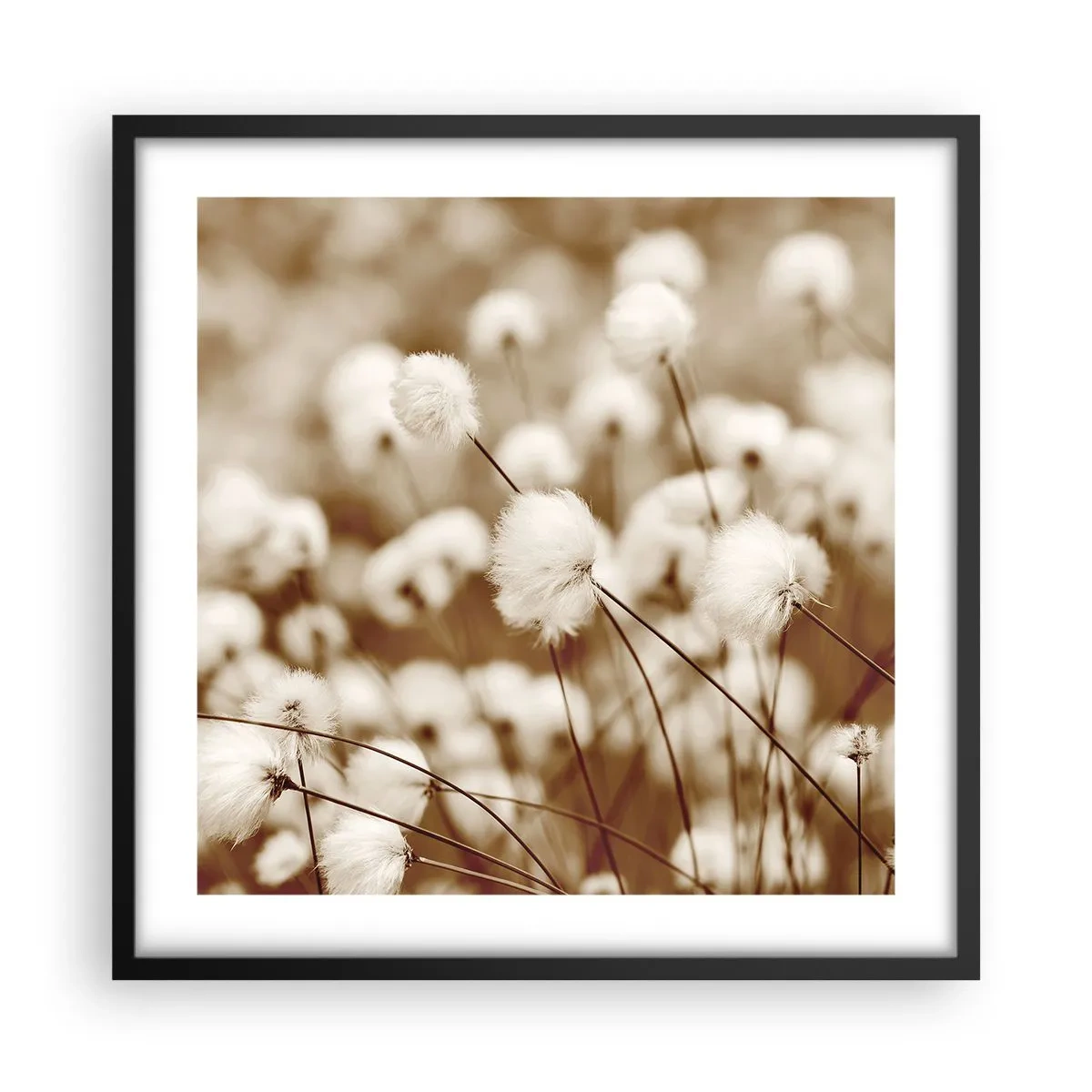 Poster in black frame - Fluffy field - 50x50 cm
