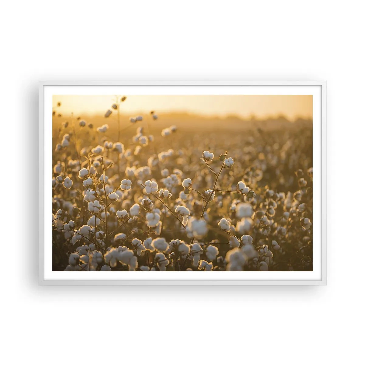 Poster in white frmae - Fluffy Field - 100x70 cm