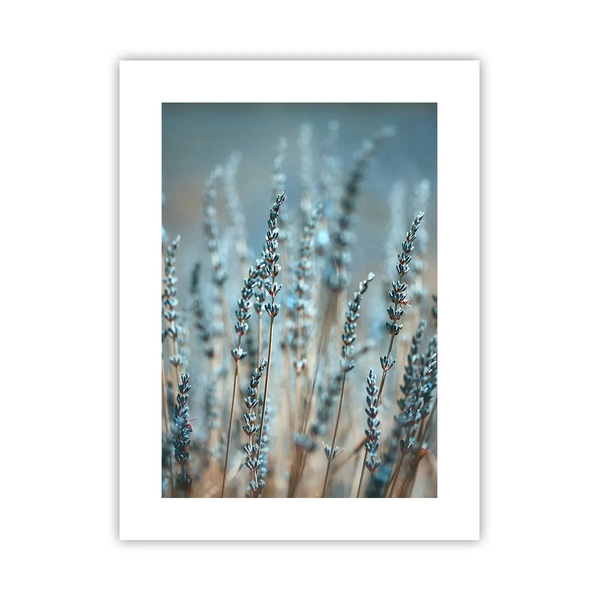 Poster - Fragrant Grass - 30x40 cm