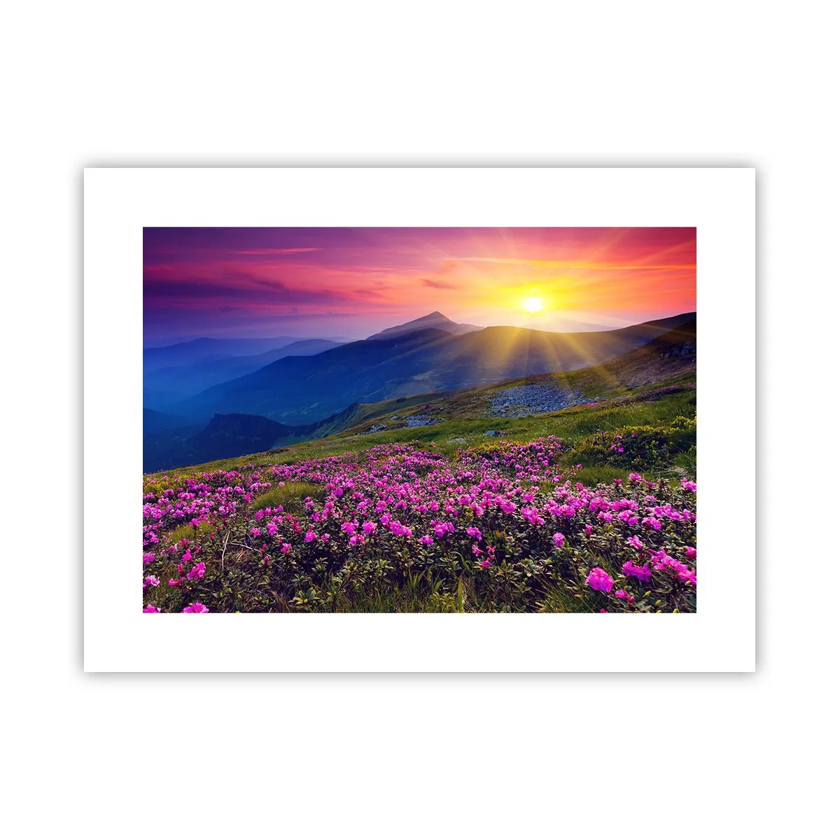 Poster - Surrounded by Mountain Pine and Herbs - 40x30 cm