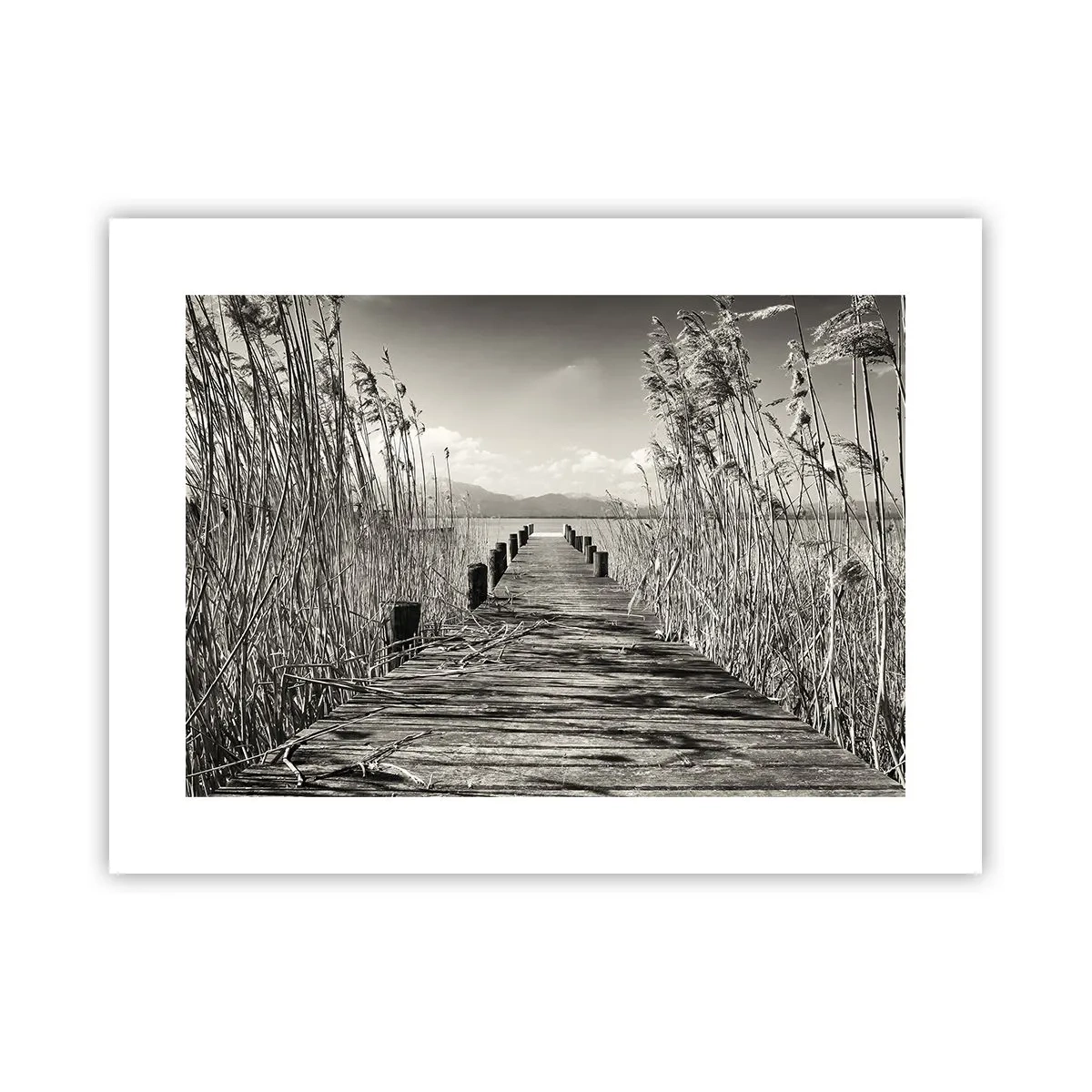 Poster - In the Grass - 40x30 cm