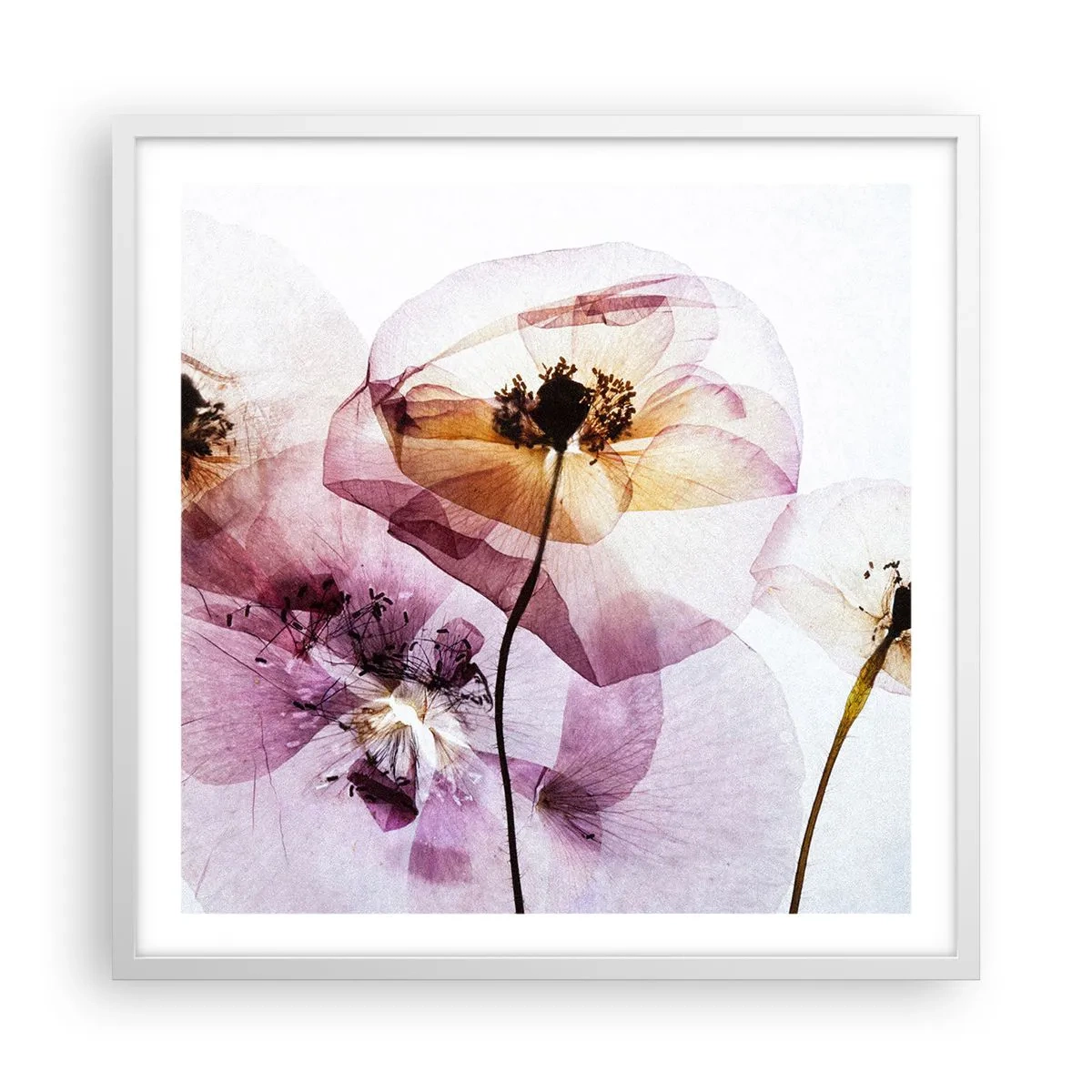 Poster in white frmae - Flower Body Slide - 60x60 cm