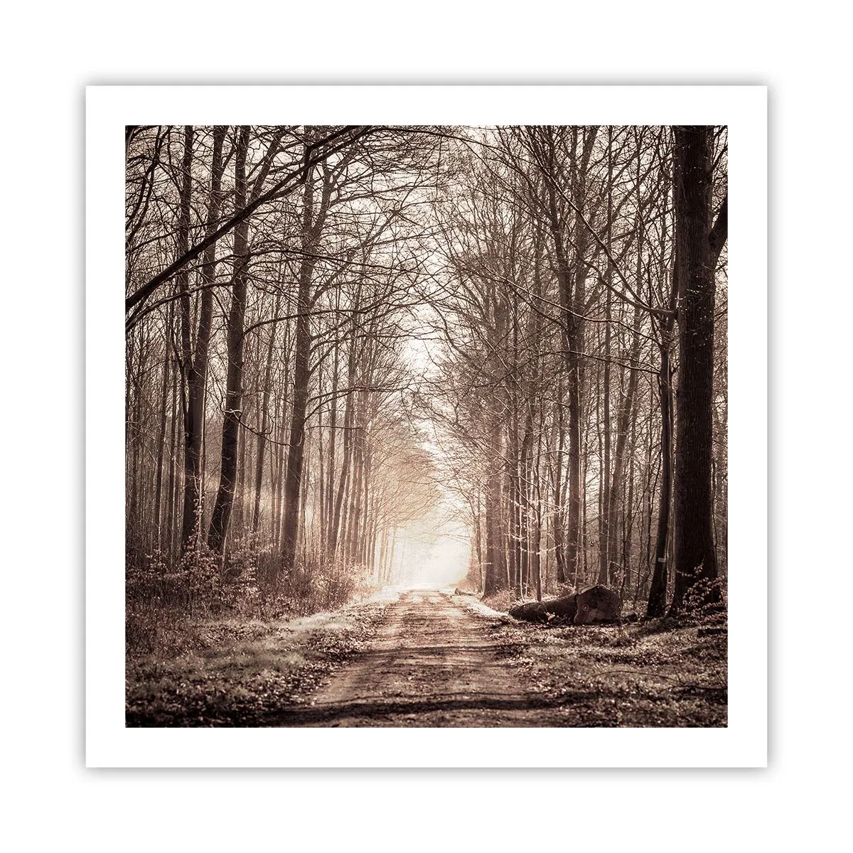 Poster - Cathedral of the Forest - 60x60 cm