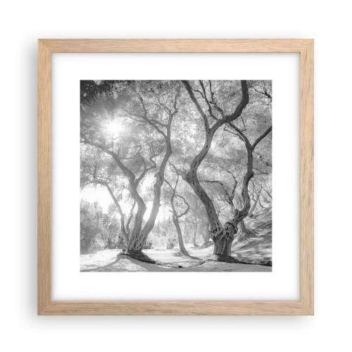 Poster in light oak frame - In an Olive Grove - 30x30 cm