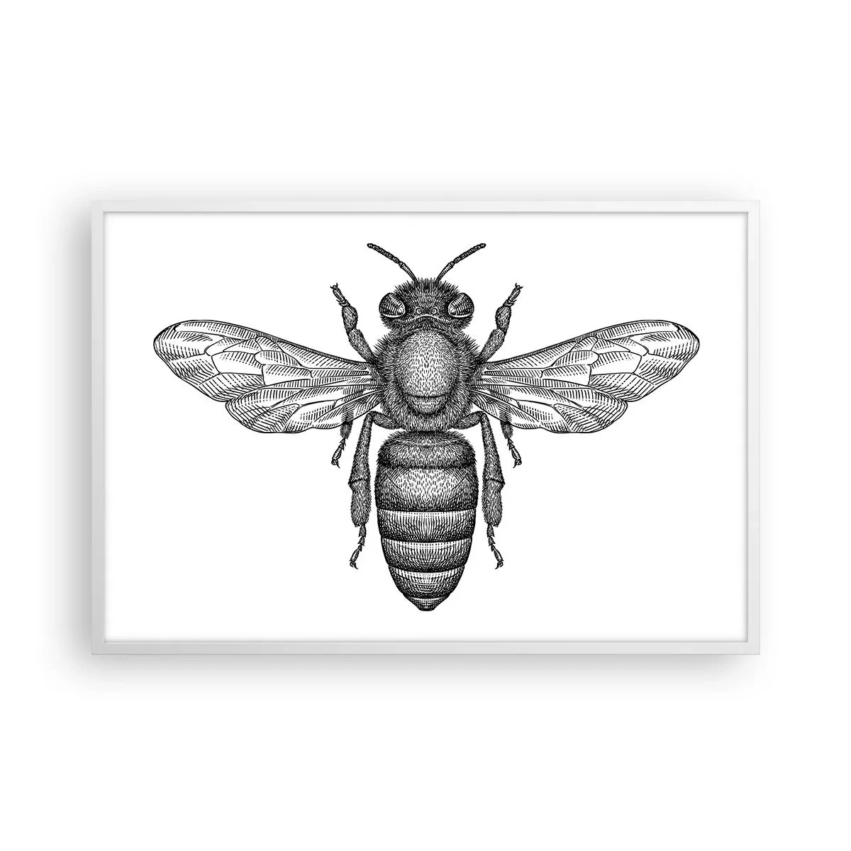 Poster in white frmae - Insect Portrait - 91x61 cm