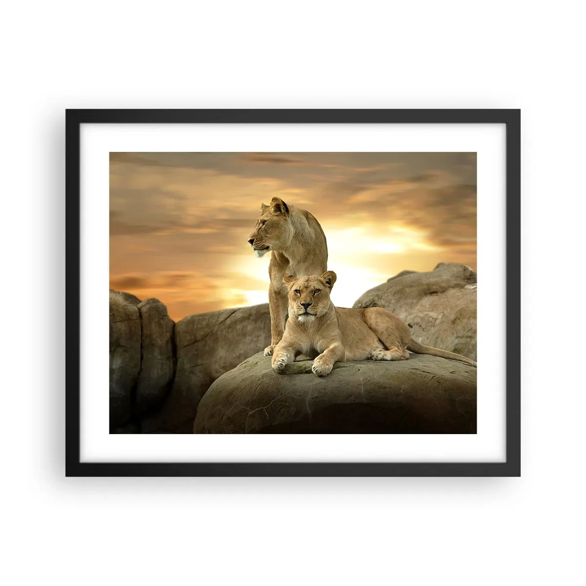 Poster in black frame - Royal Majesty - 50x40 cm