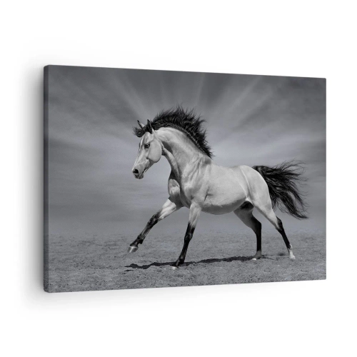 Canvas picture - A black and white horse in a dynamic pose in the desert. - 70x50cm - Born to Amaze - Modern wall decoration for the living room and bedroom ARTTOR