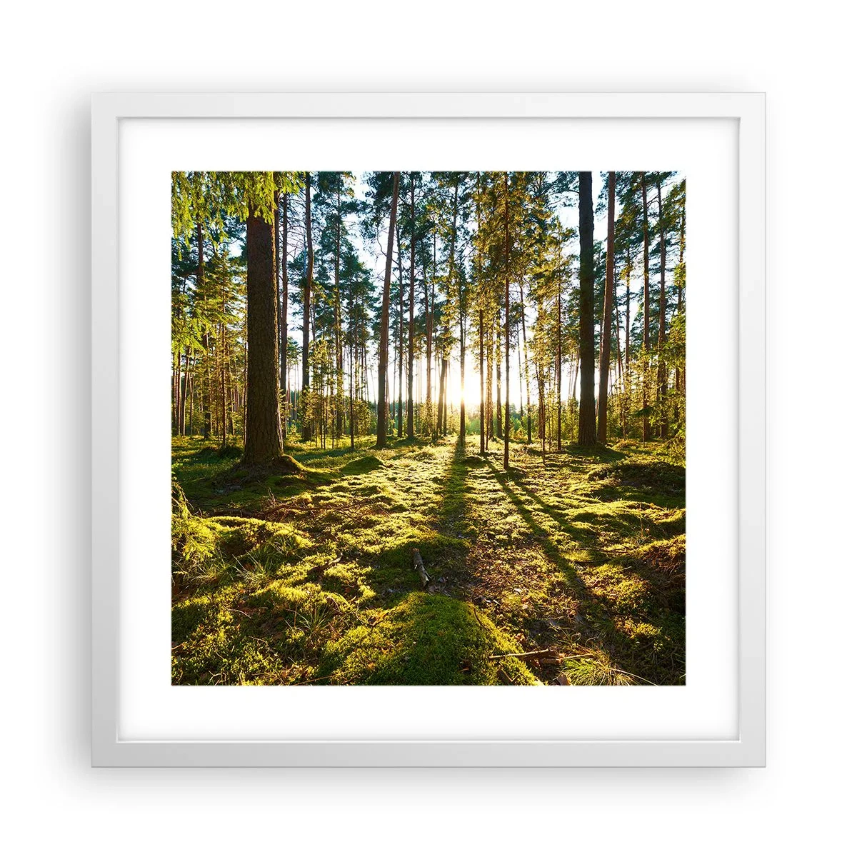 Poster in white frmae - Deep in the Forest - 40x40 cm