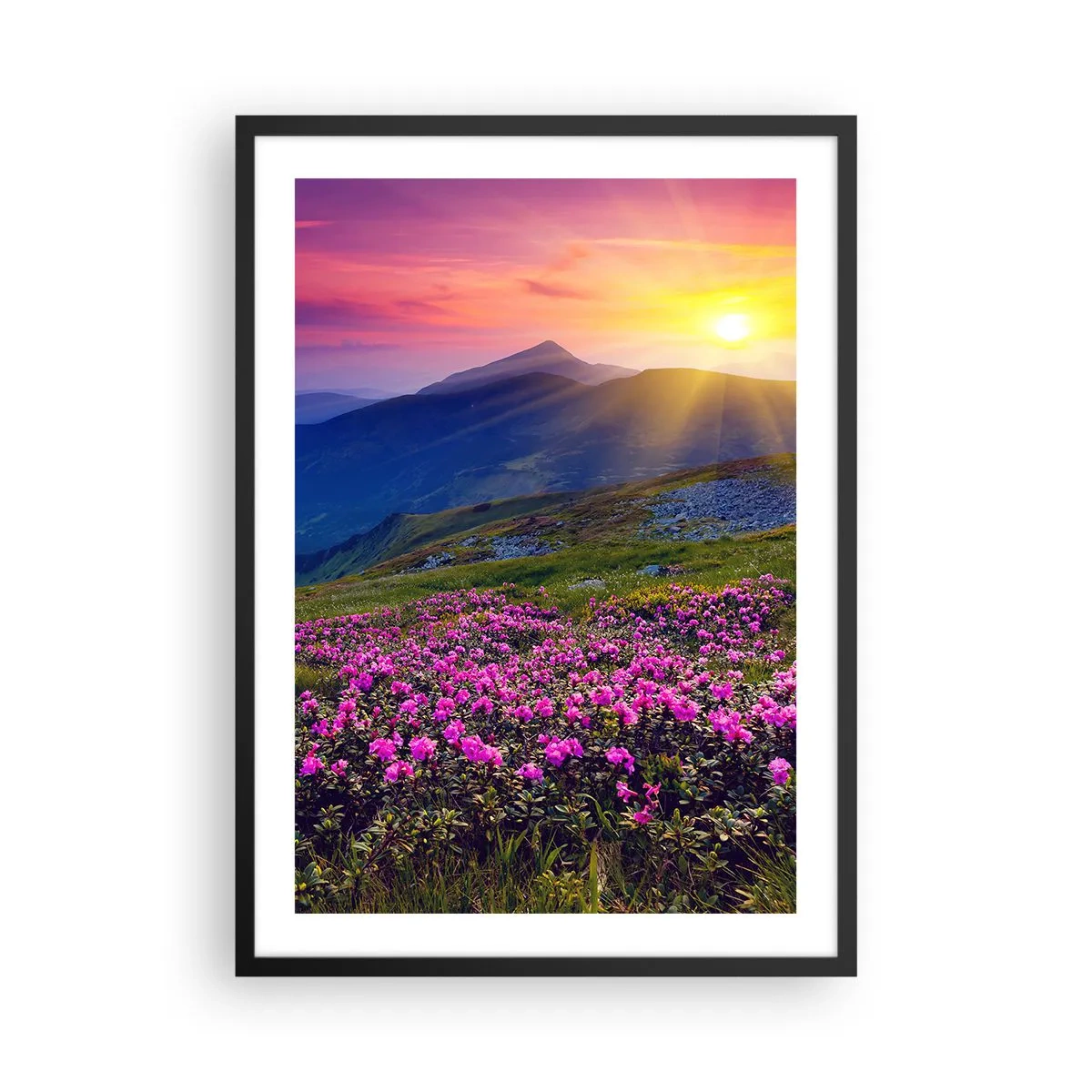 Poster in black frame - Mountain panorama with blooming rhododendrons and sunset - 50x70cm - Surrounded by Mountain Pine and Herbs - Modern wall decoration for the living room and bedroom ARTTOR