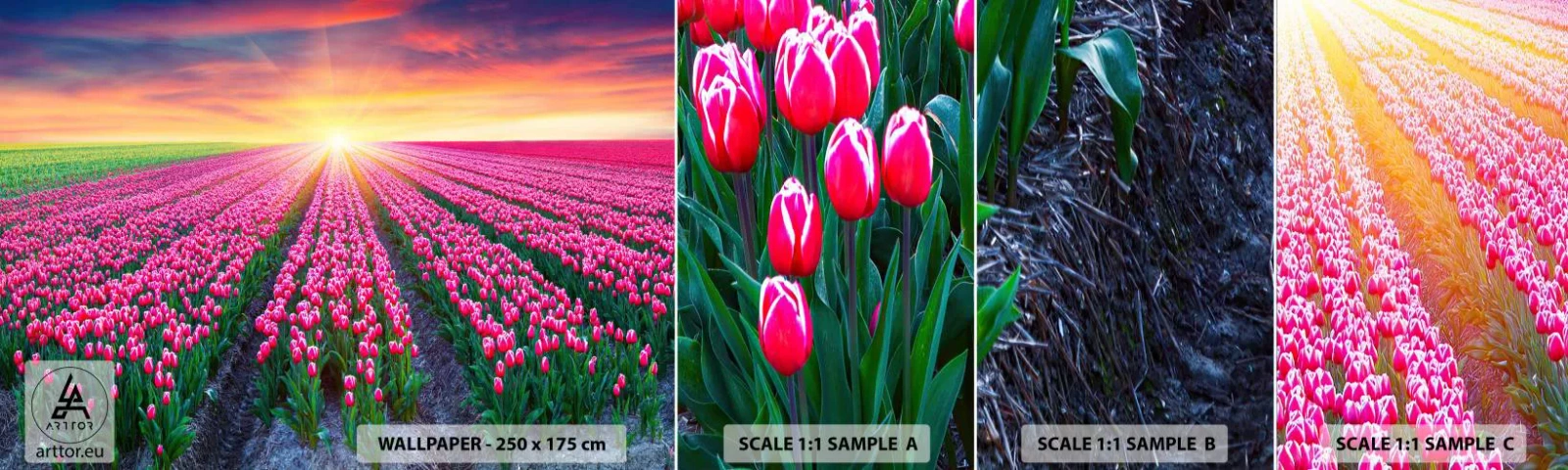 Photo Wallpaper Sample Standard Eco - Beauty Farm - Flowers, Tulips, Sunset - 100x30 cm