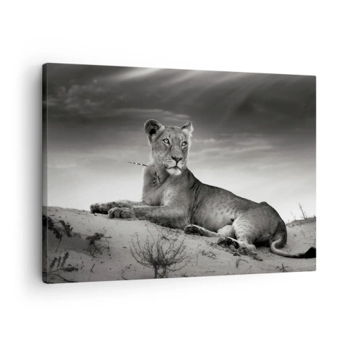 Canvas picture - Black and white portrait of a lioness in the savannah - 70x50cm - Queen of Desert Is Resting - Modern wall decoration for the living room and bedroom ARTTOR