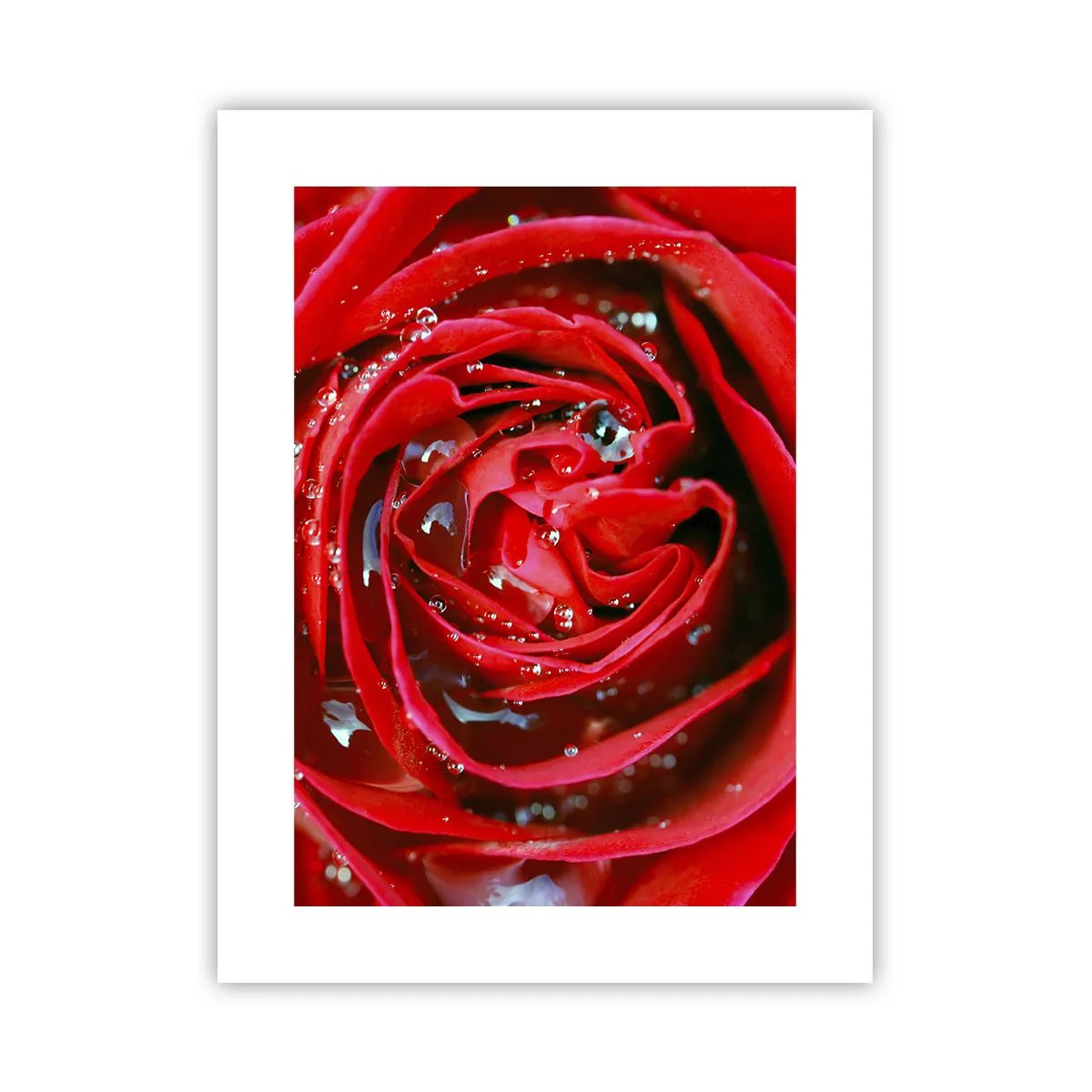 Poster - In Dew Drops - 30x40 cm