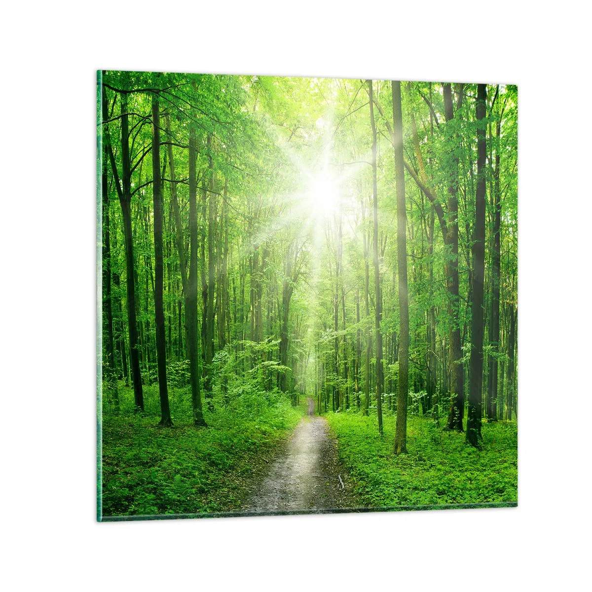 Glass picture - Green Cathedral - 70x70 cm