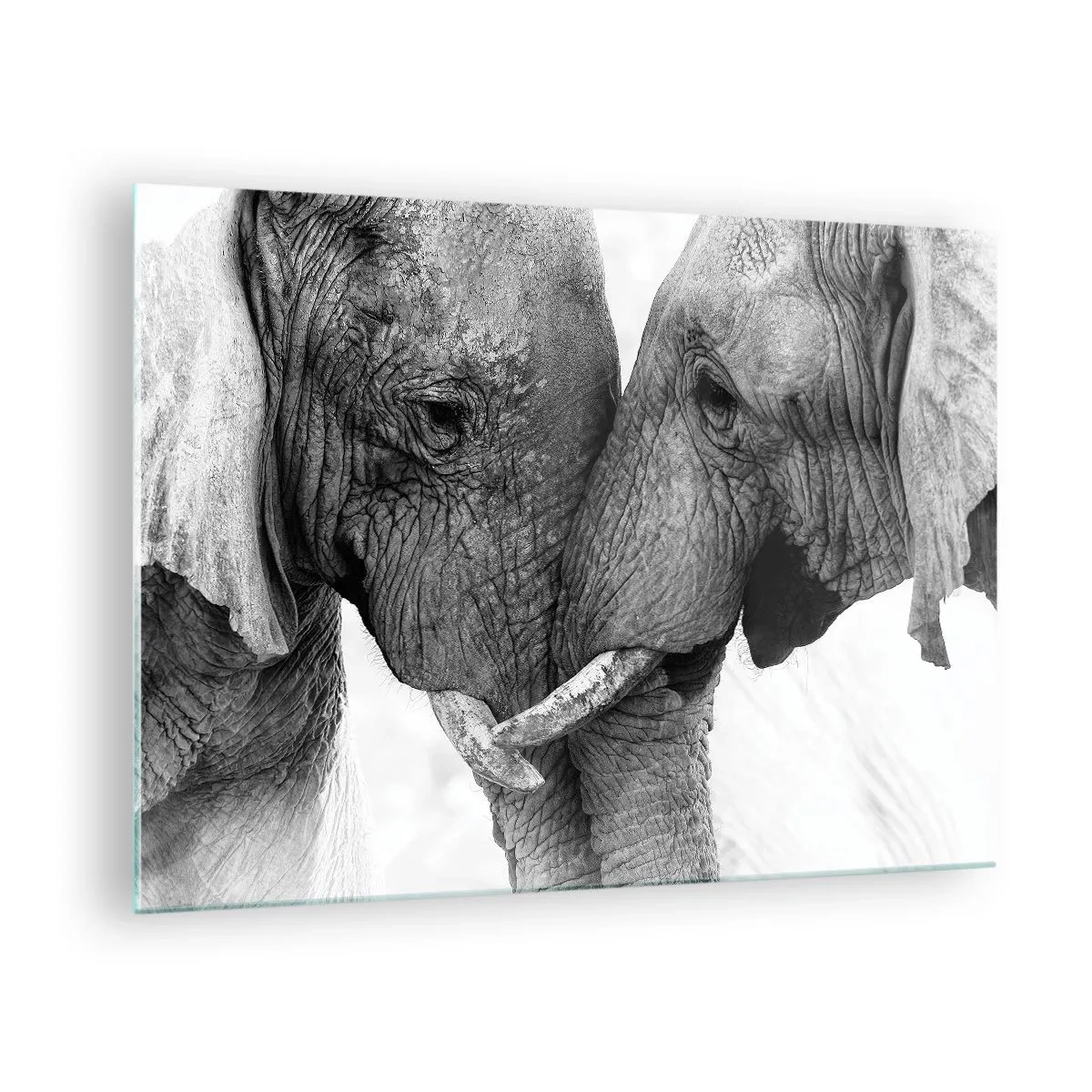 Glass picture - Two elephants touching foreheads in black and white - 70x50cm - Hearty Confession - Modern wall decoration for the living room and bedroom ARTTOR