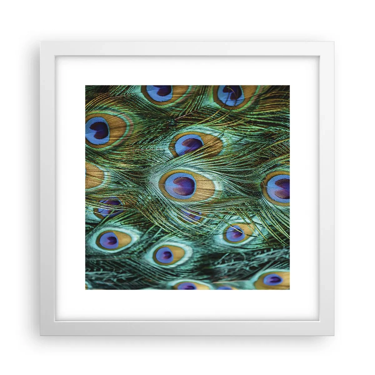 Poster in white frmae - Peacock Eyes - 30x30 cm