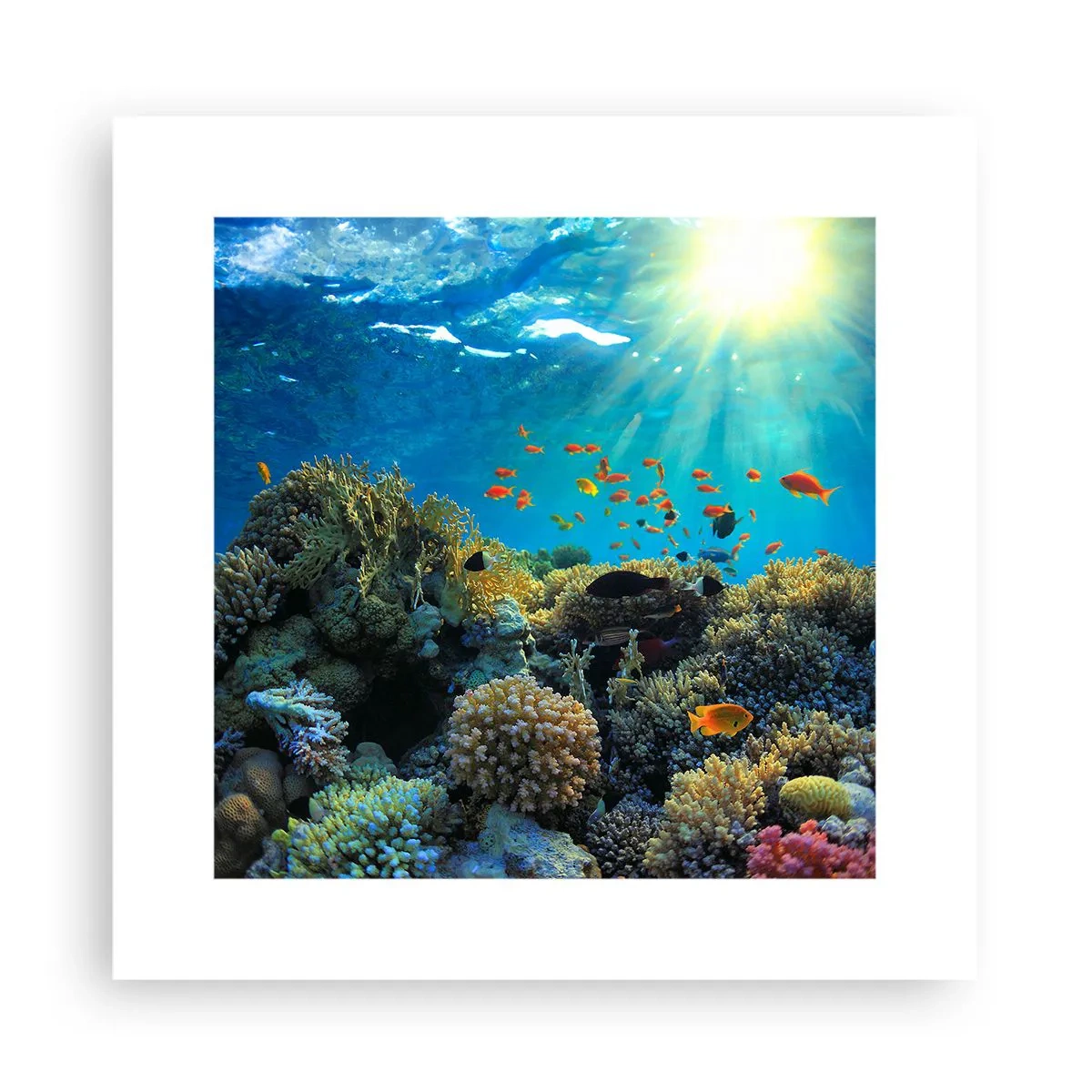 Poster - Underwater Treasures - 30x30 cm