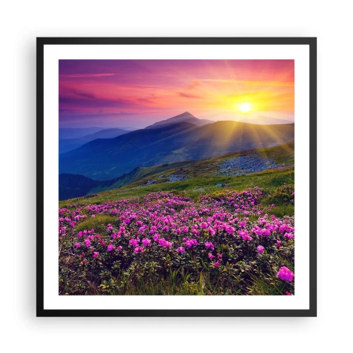 Poster in black frame - Surrounded by Mountain Pine and Herbs - 60x60 cm