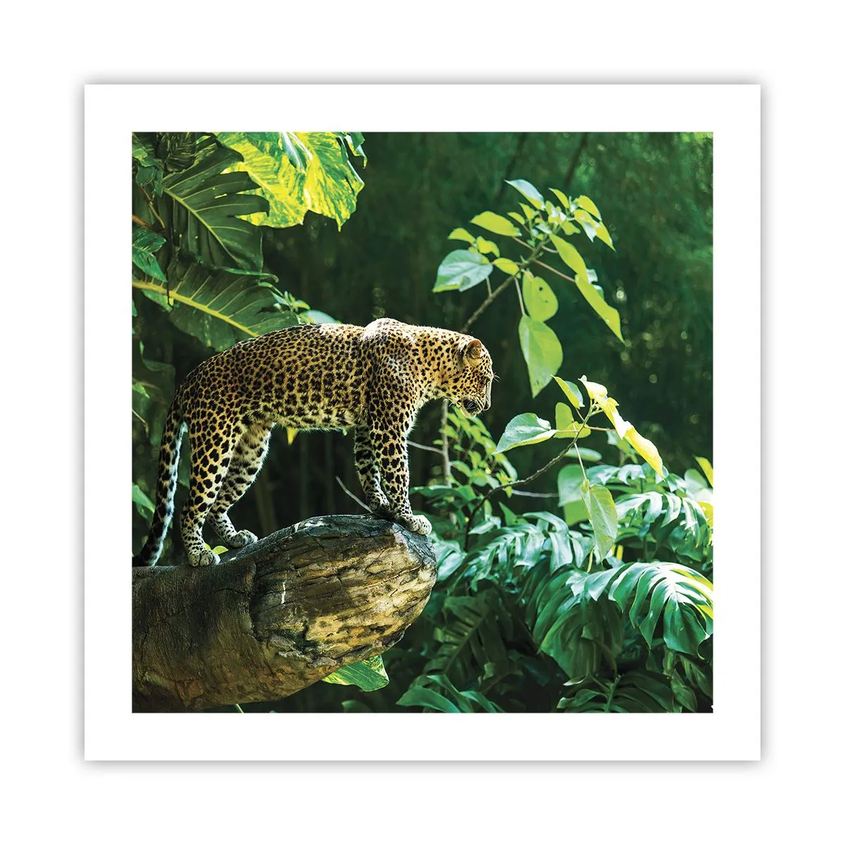 Poster - Going Hunting? - 50x50 cm