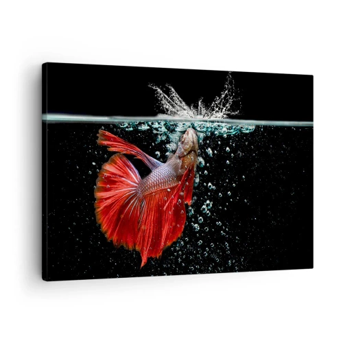 Canvas picture - A magnificent betta in the water against a dark background - 70x50cm - You Have Three Wishes - Modern wall decoration for the living room and bedroom ARTTOR