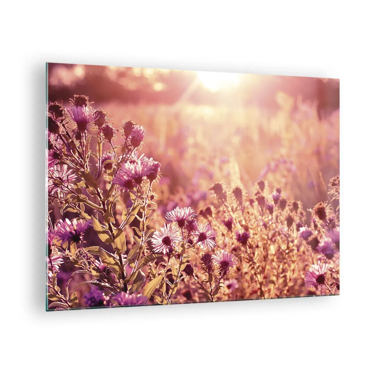 Glass picture - Purple flowers in the meadow in the light of the setting sun - 70x50cm - Before Summer Goes - Modern wall decoration for the living room and bedroom ARTTOR