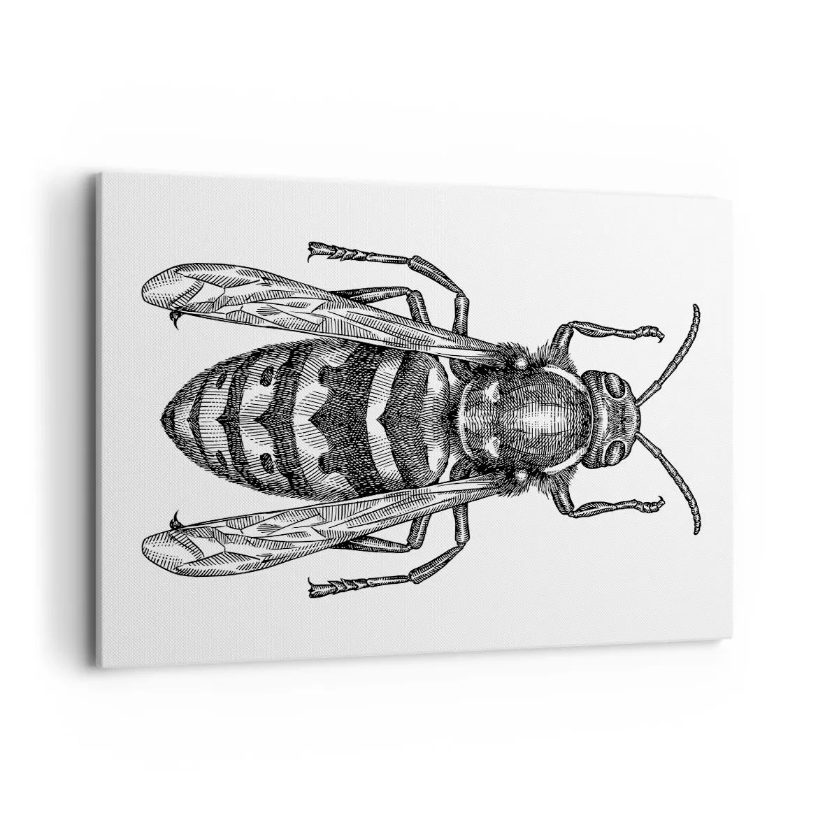 Canvas picture - From Insect Planet - 100x70 cm