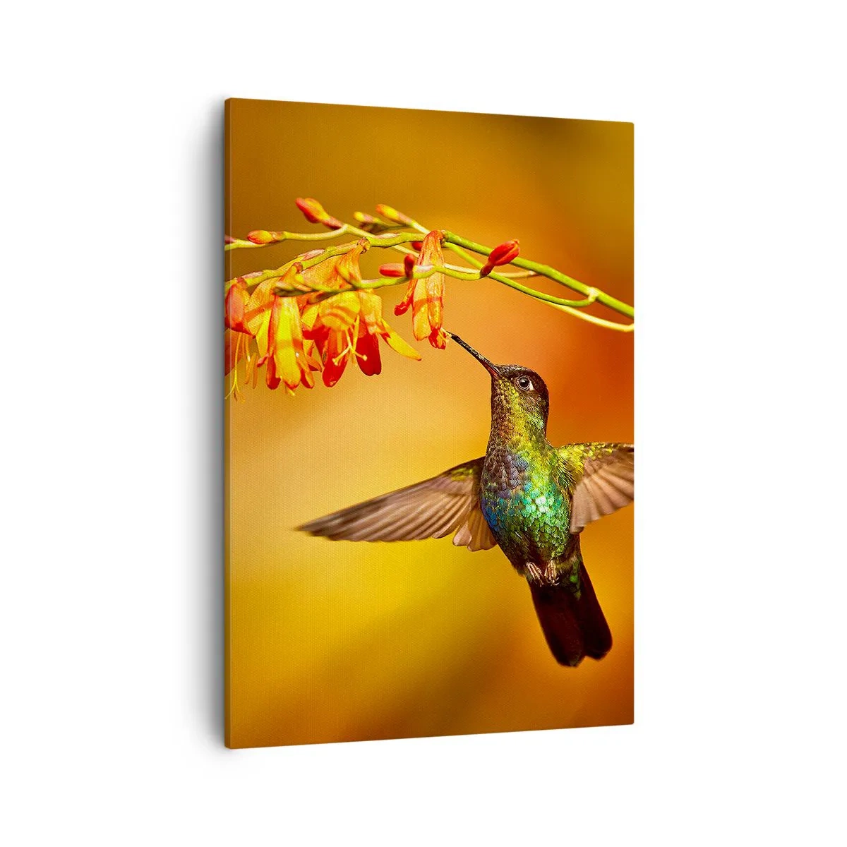 Canvas picture - Messenger of Light according to the Mayans - 50x70 cm