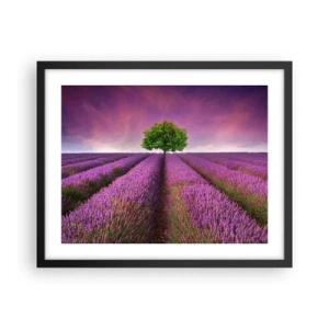 Poster in black frame - In the Fields of Lavender - 50x40 cm