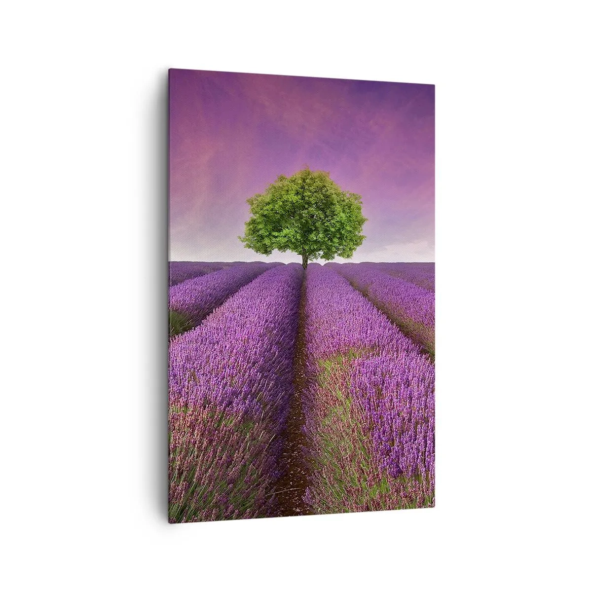 Canvas picture - In the Fields of Lavender - 80x120 cm
