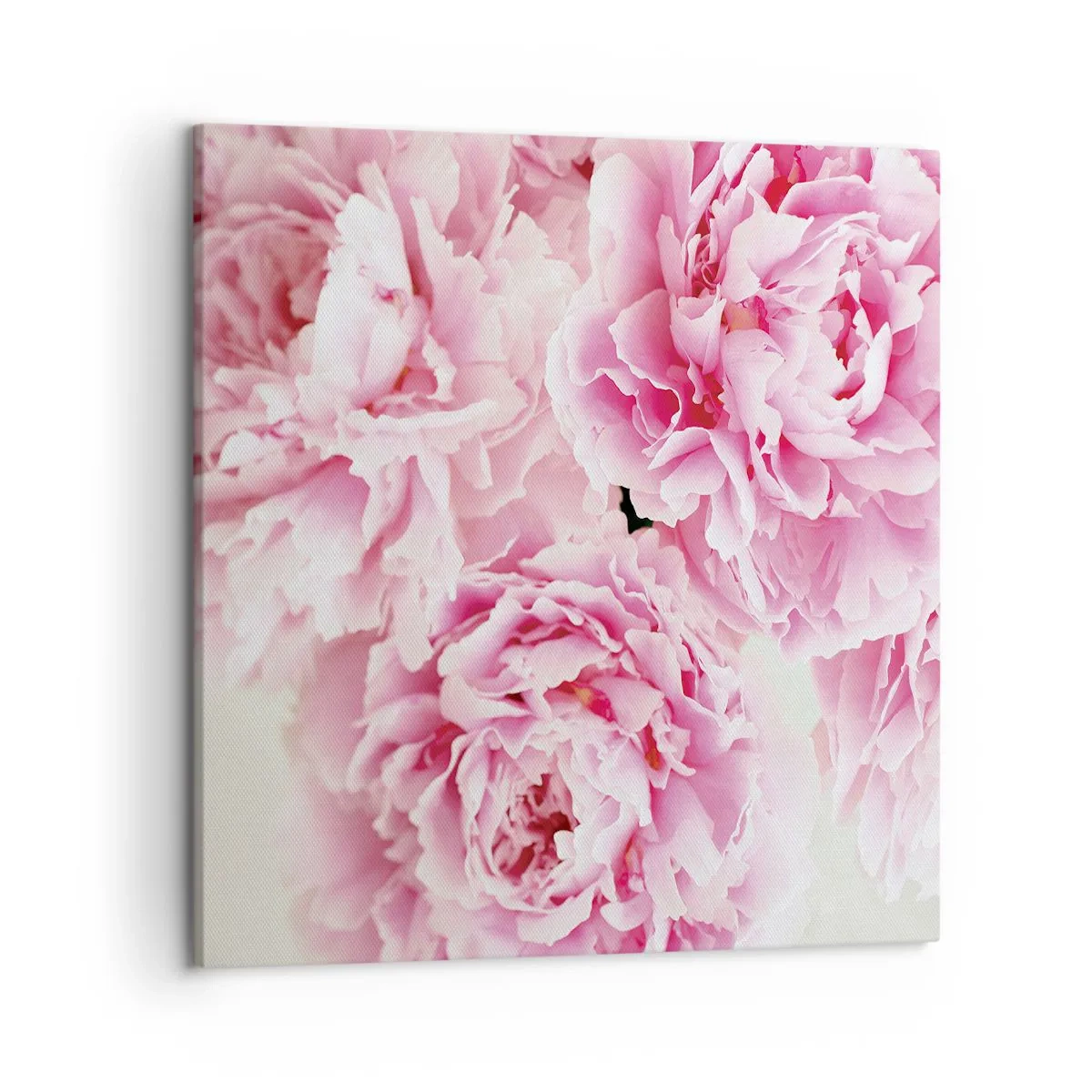 Canvas picture - In Pink Splendour - 50x50 cm