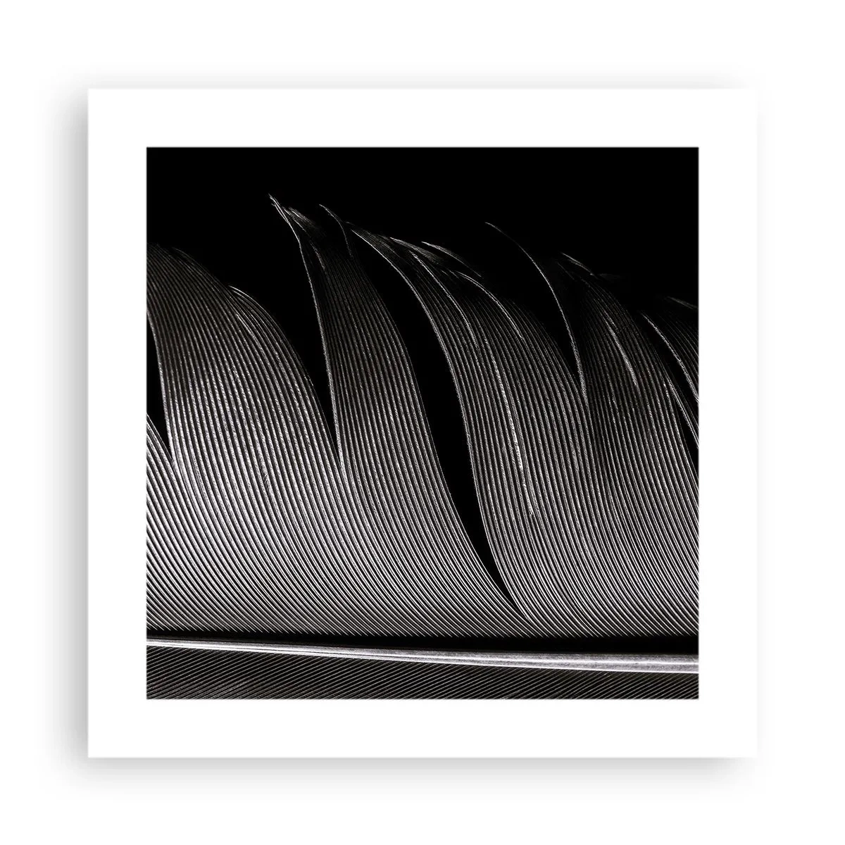 Poster - Feather - Wonderful Constract - 40x40 cm